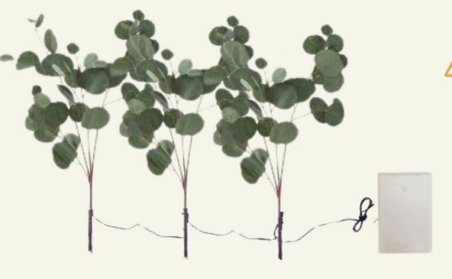 Blessed Eucalyptus Branch - 图片 3